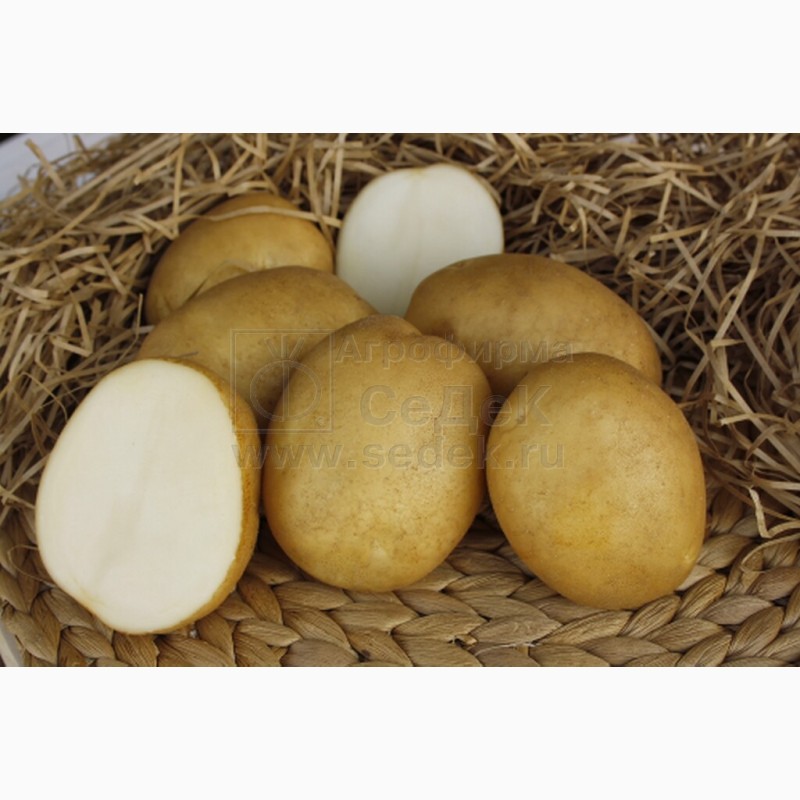 Фото 11. Продам Семенной картофель (элита, суперэлита) от СеДеК