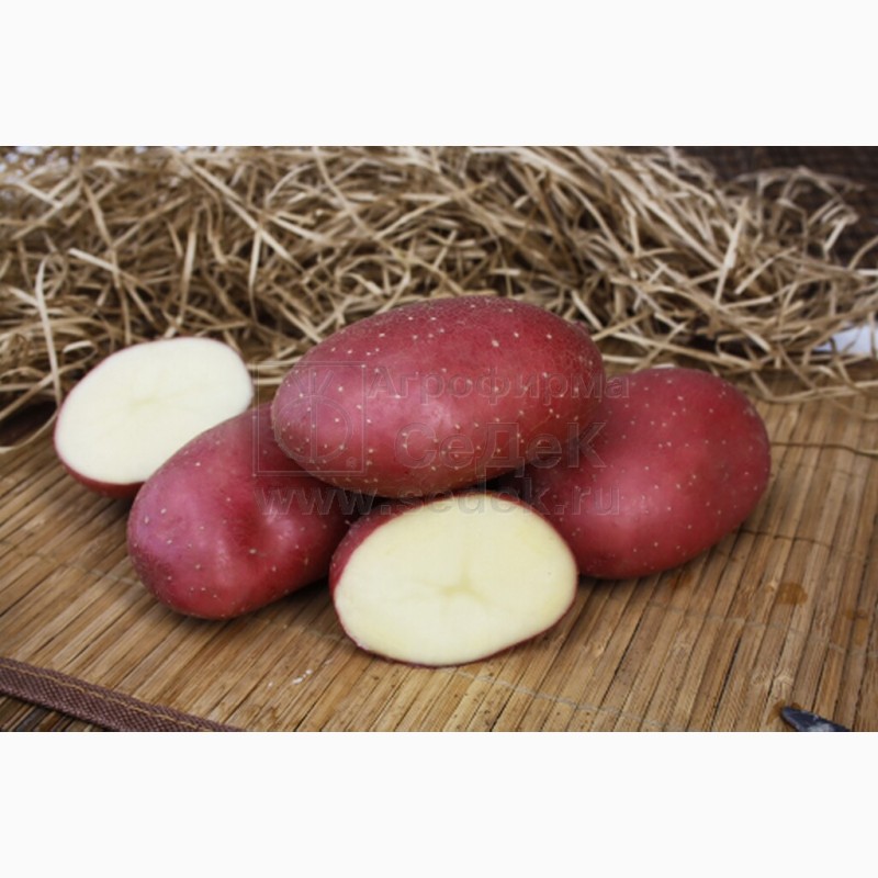Фото 13. Продам Семенной картофель (элита, суперэлита) от СеДеК