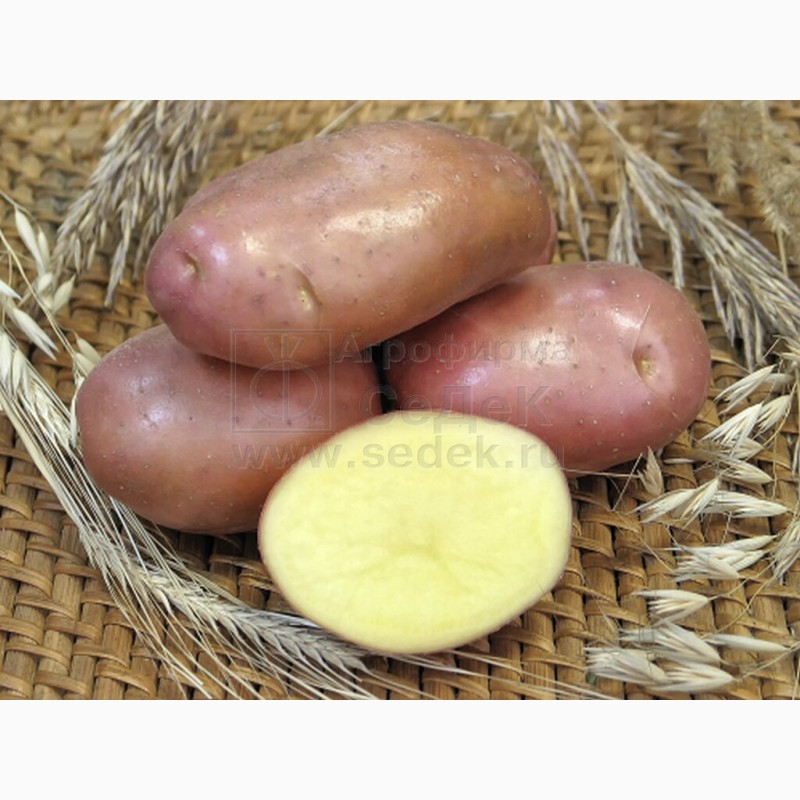 Фото 14. Продам Семенной картофель (элита, суперэлита) от СеДеК
