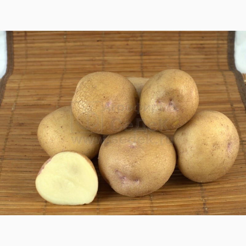 Фото 15. Продам Семенной картофель (элита, суперэлита) от СеДеК