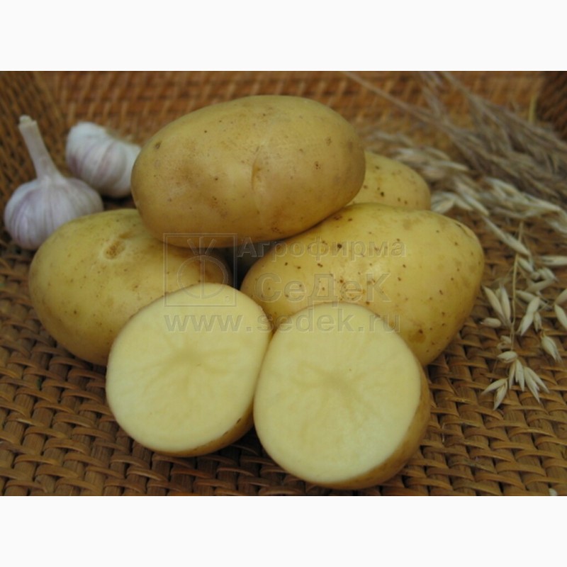 Фото 16. Продам Семенной картофель (элита, суперэлита) от СеДеК