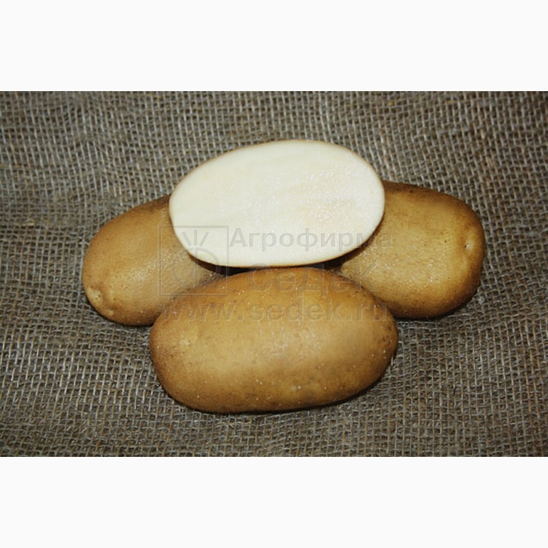 Фото 17. Продам Семенной картофель (элита, суперэлита) от СеДеК