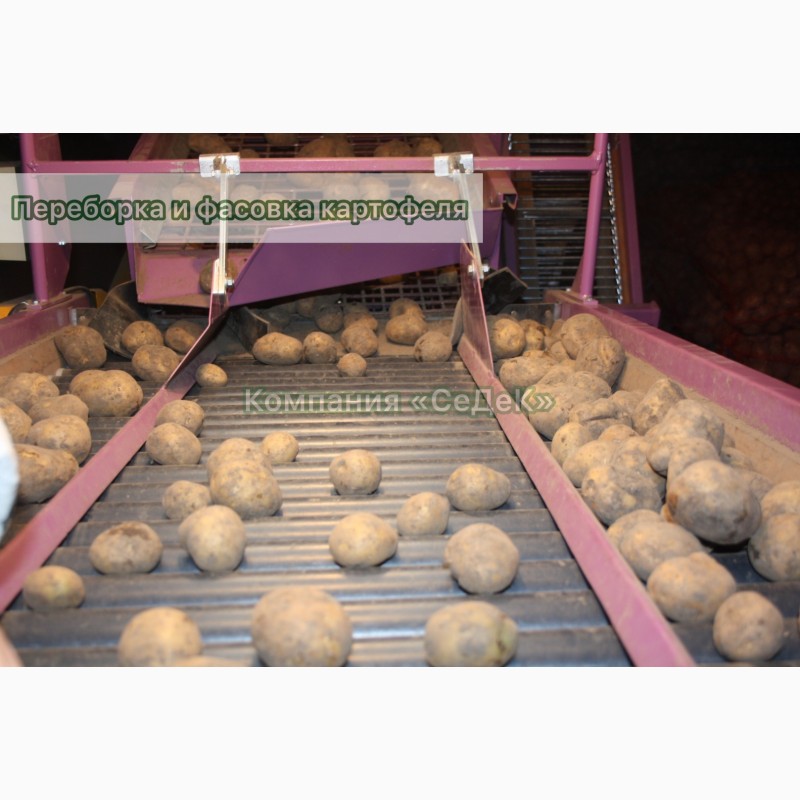 Фото 3. Продам Семенной картофель (элита, суперэлита) от СеДеК