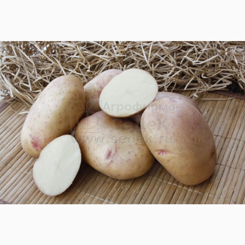 Фото 6. Продам Семенной картофель (элита, суперэлита) от СеДеК