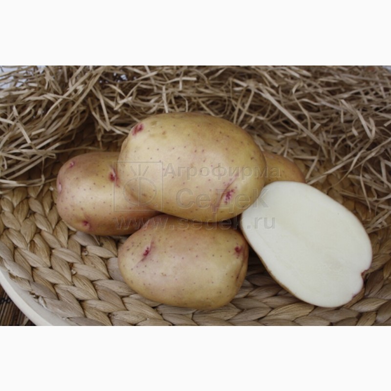 Фото 8. Продам Семенной картофель (элита, суперэлита) от СеДеК