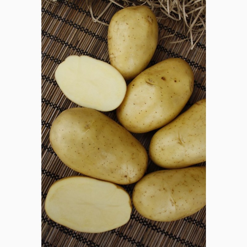 Фото 9. Продам Семенной картофель (элита, суперэлита) от СеДеК