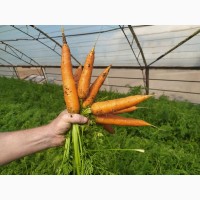 Продам мологую морковь