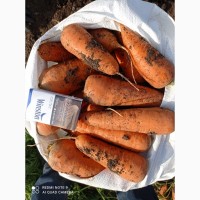 Продаем морковь продовольственную, сорт Кардоба