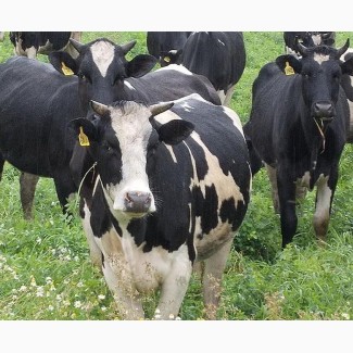 Экспорт крс быки, бычки, телята на Грузию