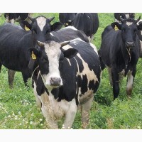 Экспорт крс быки, бычки, телята на Грузию