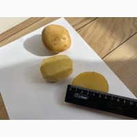 Картофель молодой оптом 5+, 3+ от производителя 29