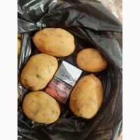 Продам картофель урожай этого года сорт Ревьера