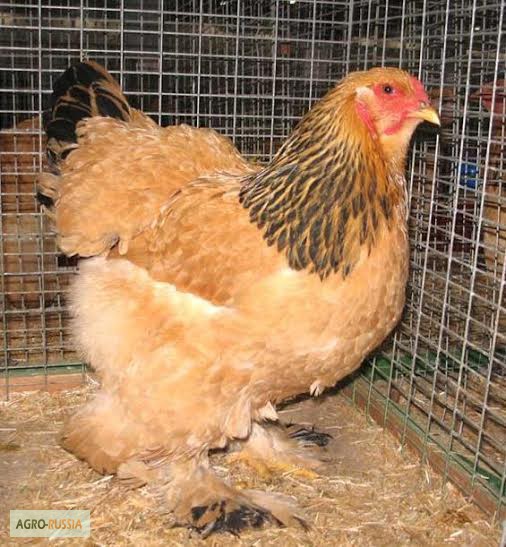 Инкубационные яйца Брамы, белых индюков, перепелов, суточная птица