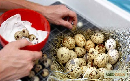 Фото 2. Инкубационные яйца Брамы, белых индюков, перепелов, суточная птица