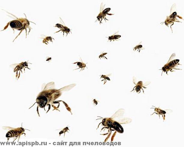 Фото 2. Пчелы живые для апитерапии