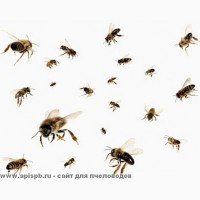 Пчелы живые для апитерапии