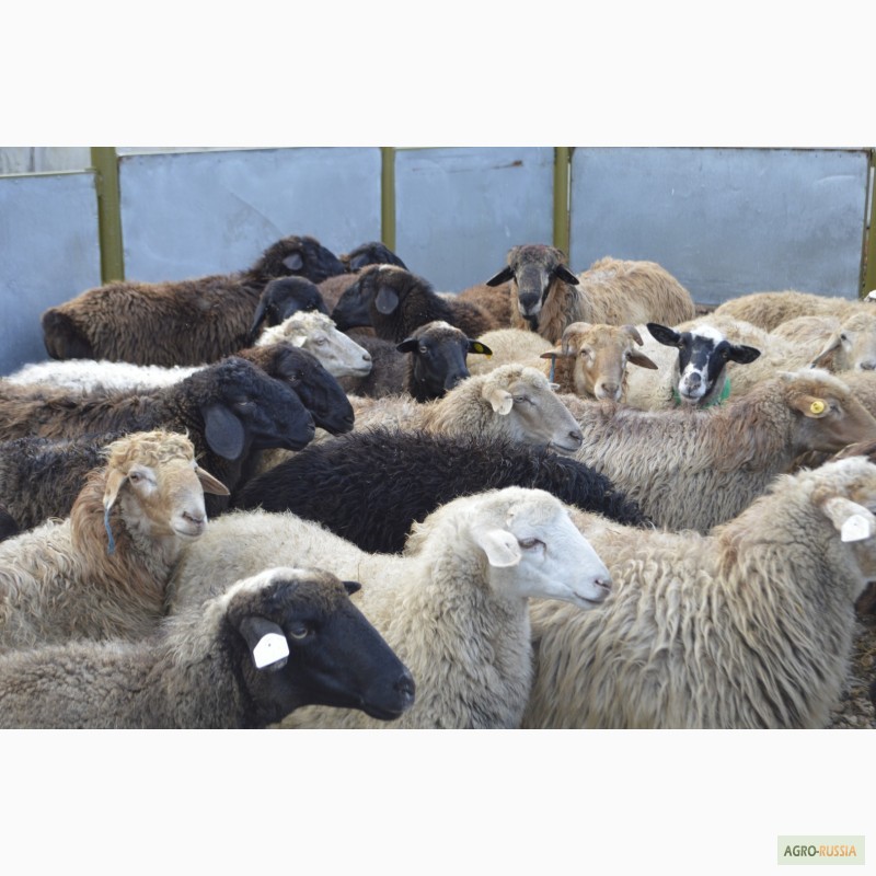 Фото 2. Живые овцы, барашки на продажу в Уфе. Мечеть Мадина в Инорсе