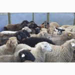 Живые овцы, барашки на продажу в Уфе. Мечеть Мадина в Инорсе