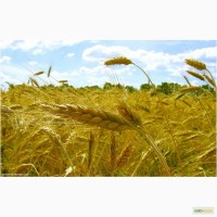 Продам пшеницу 4-5 класса, урожай 2017 г