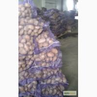 Колхоз предлагает картофель оптом от 6 р