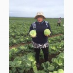 Капуста белокачанная урожай 2017 от 20Т