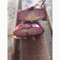 Красный Ялтинский Крымский салатный сладкий лук
