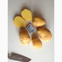 Картофель оптом 5