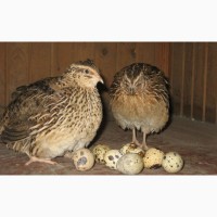 Продам инкубационное яйцо эстонских перепелов