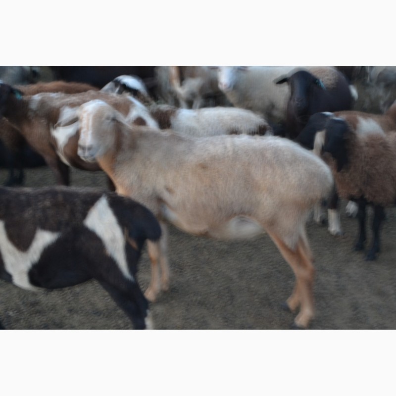 Фото 2. Продам овец живьем