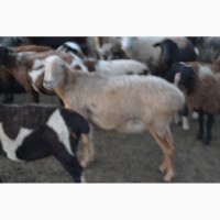 Продам овец живьем