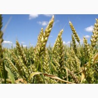 Семена озимой пшеницы сорт Безостая 100 ЭС/(РС1)
