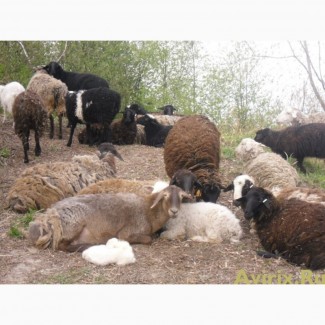 Стадо овец эдельбай