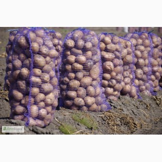 ООО НПП «Зарайские семена» закупаем семенной картофель