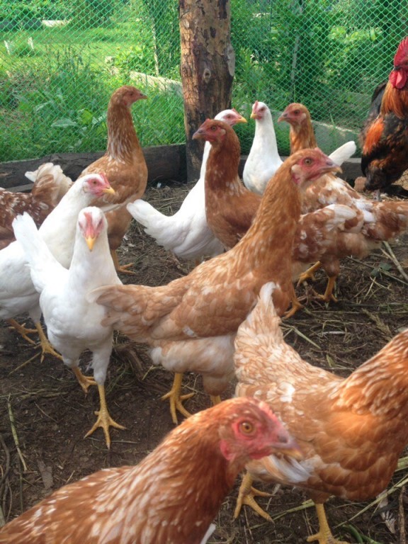 Ломан браун порода фото цыплят