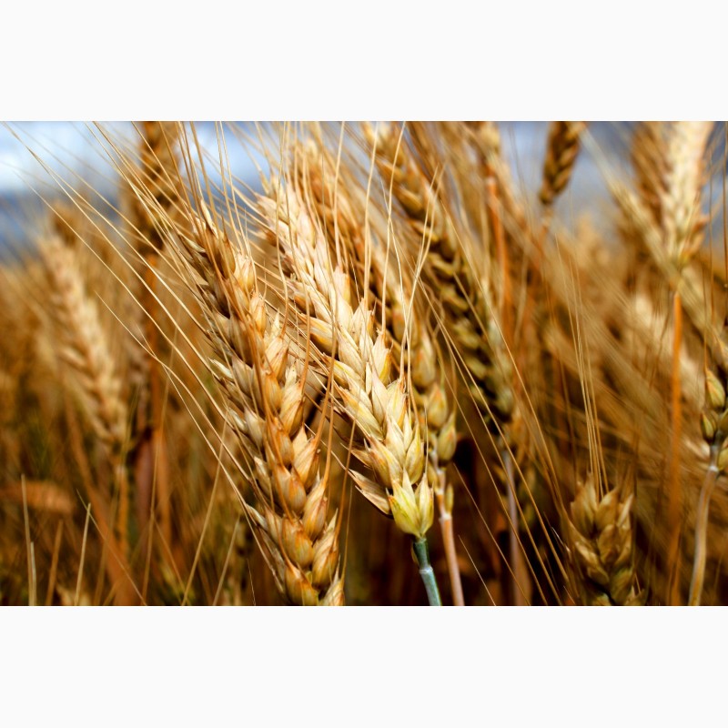 Продам/ семена озимой пшеницы сорт 