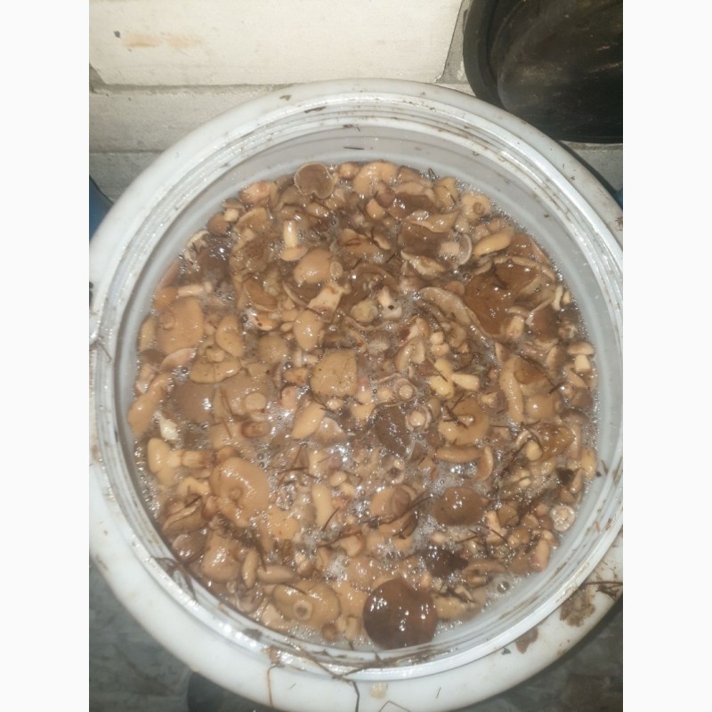 Фото 2. Предлагаем грибы маслята солено-отварные, бочковые. Сбор сентябрь 2019 года