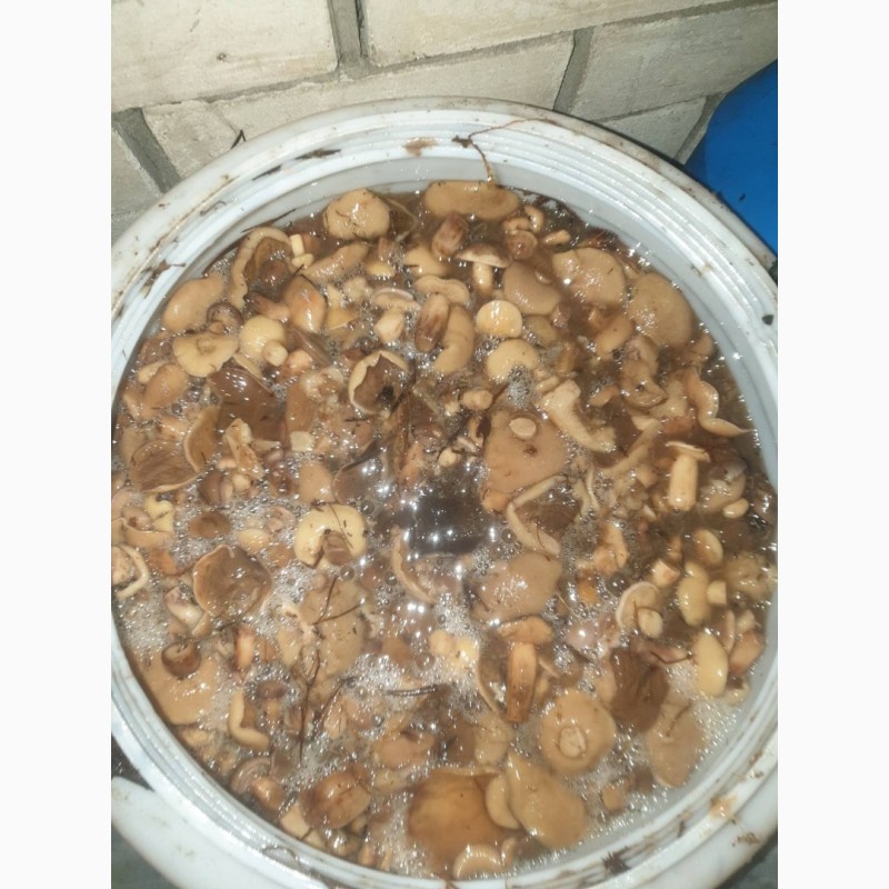 Фото 3. Предлагаем грибы маслята солено-отварные, бочковые. Сбор сентябрь 2019 года