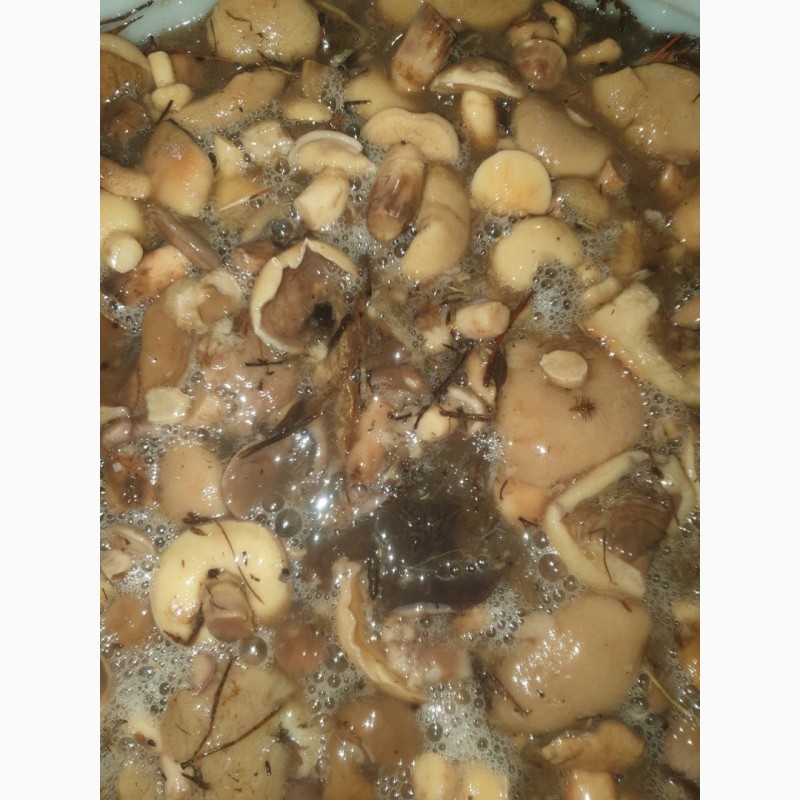 Фото 4. Предлагаем грибы маслята солено-отварные, бочковые. Сбор сентябрь 2019 года