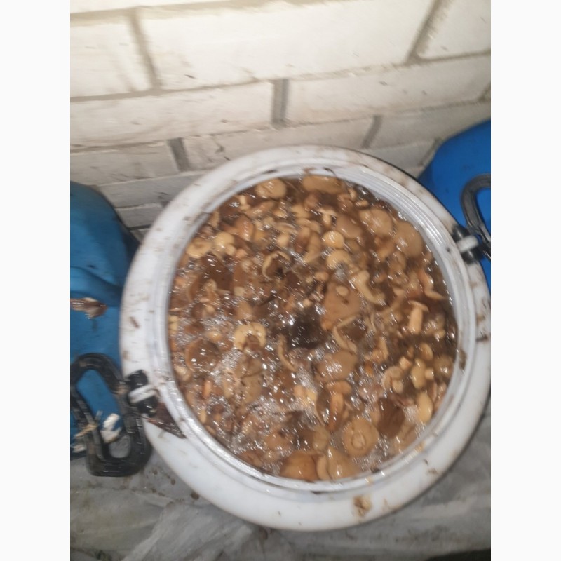 Фото 5. Предлагаем грибы маслята солено-отварные, бочковые. Сбор сентябрь 2019 года
