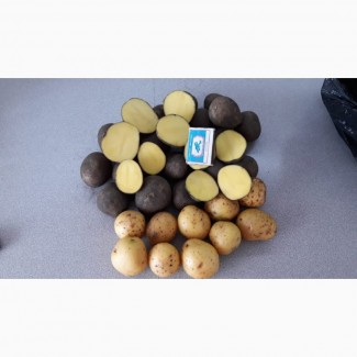 Семенной картофель оптом Гала 1 репродукции напрямую от производителя