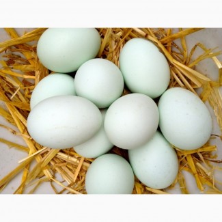 Инкубационное яйцо утки Агидель, Стар-53 круглый год