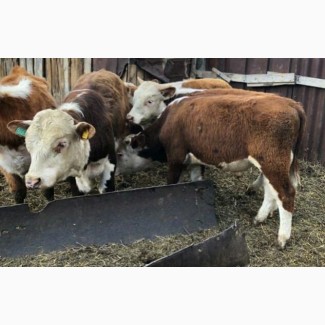 Экспорт крс быки, бычки, телята на Армению