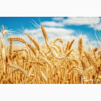Семена твердой пшеницы. Сорт Безенчукская Нива