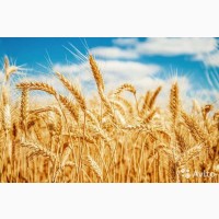 Семена твердой пшеницы. Сорт Безенчукская Нива
