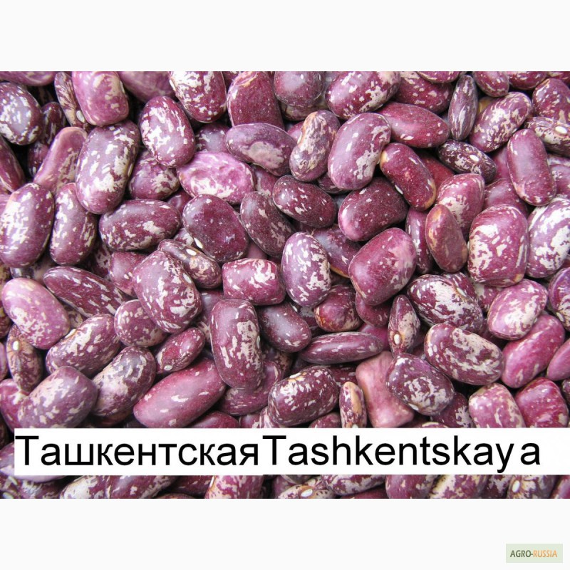 Фото 4. Продаем экологически чистую фасоль из Киргизии по оптовой цене от производителя