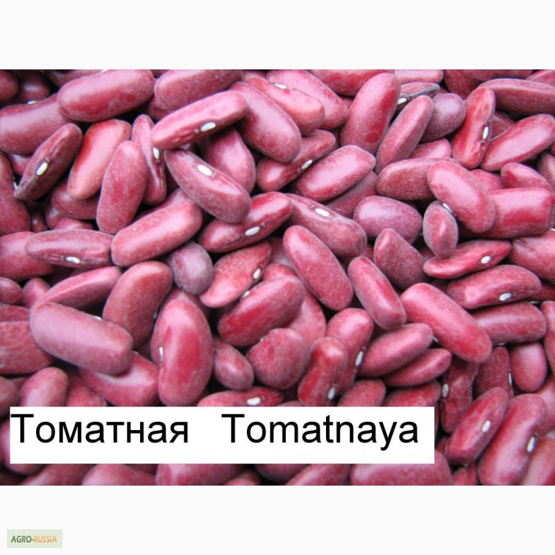 Фото 5. Продаем экологически чистую фасоль из Киргизии по оптовой цене от производителя