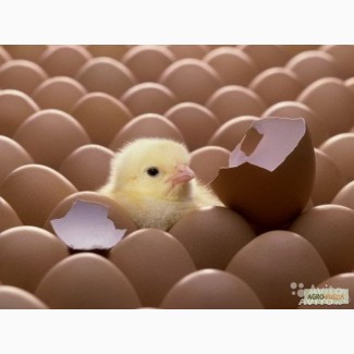 Продажа инкубационного бройлерного яйца