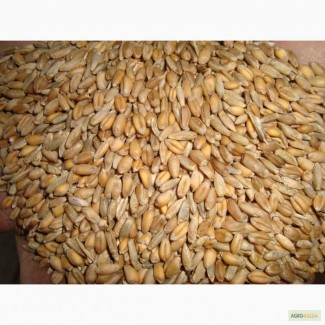 Тверская АПК реализует пшеницу кормовую, овес, сено