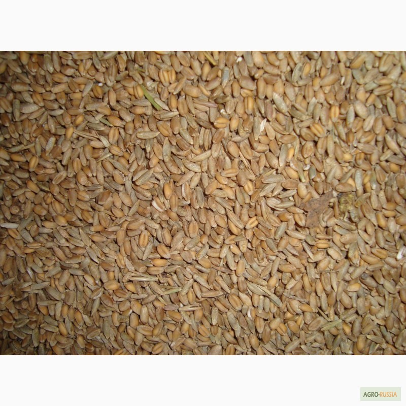 Фото 2. Тверская АПК реализует пшеницу кормовую, овес, сено