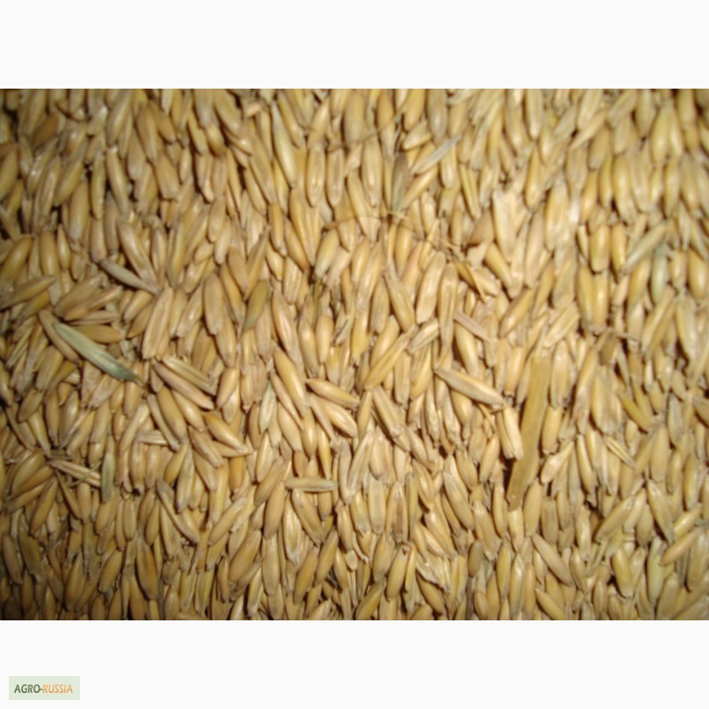 Фото 3. Тверская АПК реализует пшеницу кормовую, овес, сено